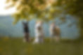 headerbild-website.jpg