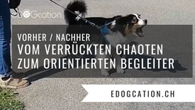 Vom verrückten Chaoten zum orientierten Begleiter