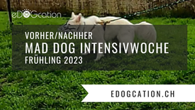 Mad Dog Intensivwoche - Analyse, Training und erste Resultate