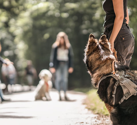 hund gruppenkurs