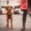 hundeschule-schweiz.jpg